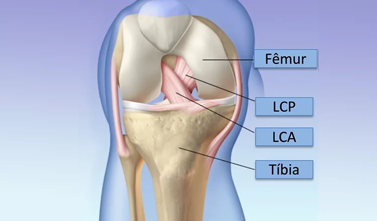 Ligamento cruzado do joelho